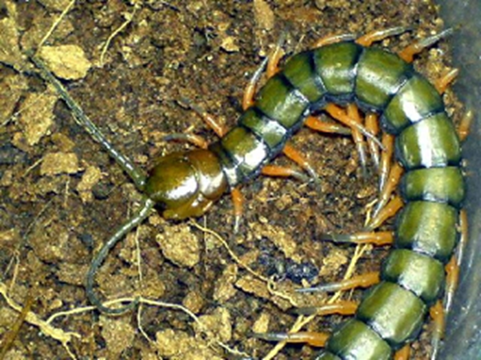 SCOLOPENDRA SUBSPINIPES