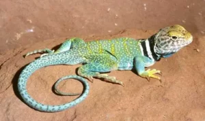 collared-lizard-002