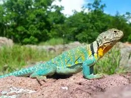 collared-lizard-003