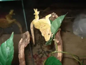 crested-gekon