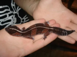 debelorepi-gekon-001