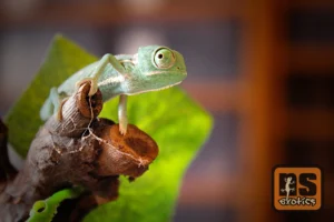 jermenski-kameleon-001