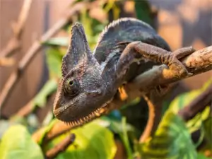 jermenski-kameleon-002