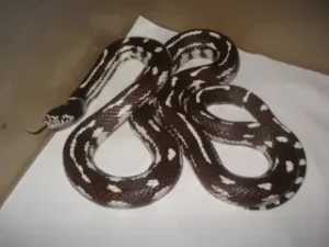 kraljevska-zmija-001