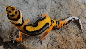 leopard-gecko