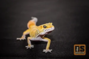 Leopard gekon - NS Exotics