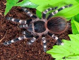 temp-a-geniculata-001