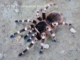 temp-a-geniculata-003