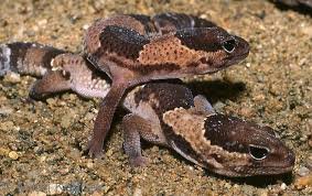 temp-debelorepi-gekon-002