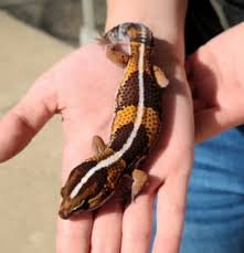 temp-debelorepi-gekon-003