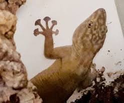 temp-img-fan-foot-002