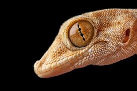 temp-img-fan-foot-003