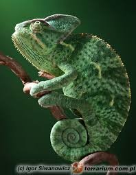 temp-jermenski-kameleon-004