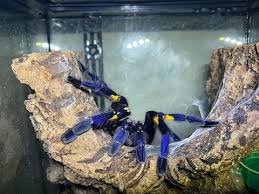 temp-p-metallica-002