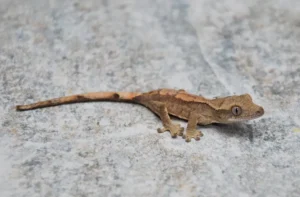Crested gekon - NS Exotics