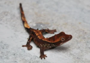 Crested gekon - NS Exotics