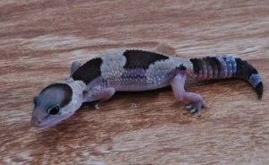 Fat tail Gekon- NS Exotics