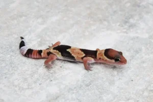 Fat tail Gekon- NS Exotics