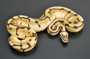 Bumble bee - Ball Python - NS Exotics