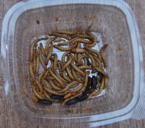 SUPERCRVI (ZOOPHOBAS MORIO) - NS Exotics