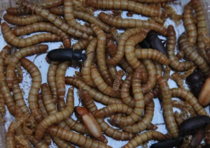 SUPERCRVI (ZOOPHOBAS MORIO) - NS Exotics