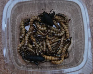 SUPERCRVI (ZOOPHOBAS MORIO) - NS Exotics