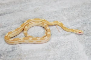 Kukuruzni smuk- NS Exotics