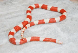 Mlecna zmija - NS Exotics