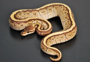 Jigsaw - Ball Python - NS Exotics