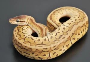 Jigsaw blast - Ball Python - NS Exotics