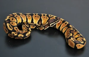 Pastel - Ball Python - NS Exotics
