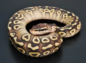 Super pastel mojave Ball Python - NS Exotics