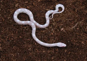 Snow kukuruzni smuk- NS Exotics